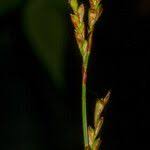 Attēlu rezultāti vaicājumam “Carex digitata leaf”