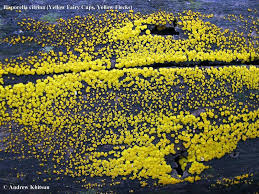 Attēlu rezultāti vaicājumam “Bisporella citrina”