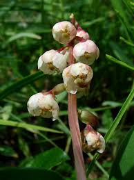 Attēlu rezultāti vaicājumam “Pyrola minor bud”