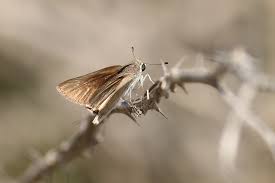 Attēlu rezultāti vaicājumam “Thymelicus sylvestris”