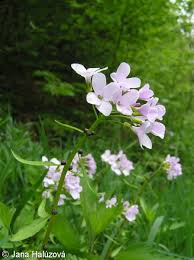 Attēlu rezultāti vaicājumam “Cardamine bulbifera leaf”