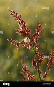 Attēlu rezultāti vaicājumam “Rumex acetosa fruit”