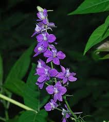 Image result for Delphinium consolida