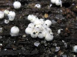 Attēlu rezultāti vaicājumam “Lasiosphaeria ovina”