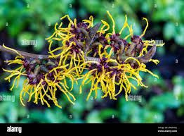 Attēlu rezultāti vaicājumam “Hamamelis mollis”