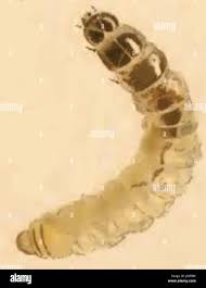 Attēlu rezultāti vaicājumam “Cauchas rufimitrella”