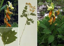 Attēlu rezultāti vaicājumam “Lathyrus laevigatus”