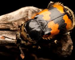 Attēlu rezultāti vaicājumam “Nicrophorus vespillo”