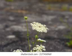 Attēlu rezultāti vaicājumam “Libanotis montana leaf”