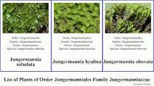 Attēlu rezultāti vaicājumam “Jungermannia hyalina”