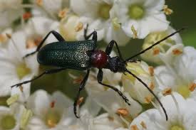 Attēlu rezultāti vaicājumam “Gaurotes virginea”