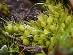 Attēlu rezultāti vaicājumam “Pleuridium subulatum”