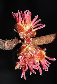 Attēlu rezultāti vaicājumam “Acer saccharinum flower”