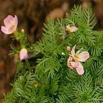 Attēlu rezultāti vaicājumam “Hottonia palustris fruit”