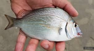 Image result for Stenotomus chrysops