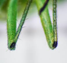 Attēlu rezultāti vaicājumam “Blepharidopterus angulatus”