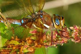 Attēlu rezultāti vaicājumam “Aeshna grandis”