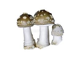 Attēlu rezultāti vaicājumam “Amanita excelsa”