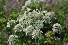 Image result for Angelica silvestris