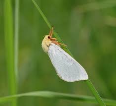 Attēlu rezultāti vaicājumam “Hepialus humuli”