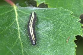 Attēlu rezultāti vaicājumam “Ortholepis betulae”