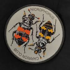 Attēlu rezultāti vaicājumam “Nicrophorus investigator”