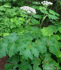 Attēlu rezultāti vaicājumam “Heracleum”