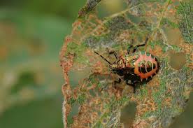 Attēlu rezultāti vaicājumam “Troilus luridus”