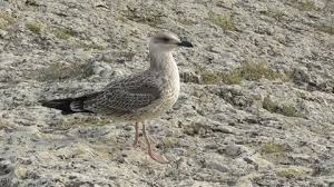 Attēlu rezultāti vaicājumam “Larus canus adult”