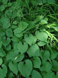 Attēlu rezultāti vaicājumam “Thladiantha dubia leaf”
