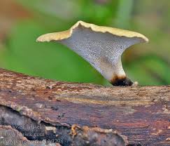 Attēlu rezultāti vaicājumam “Polyporus varius”