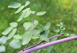 Attēlu rezultāti vaicājumam “Thalictrum”