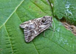 Attēlu rezultāti vaicājumam “Calophasia lunula”