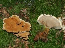 Attēlu rezultāti vaicājumam “Onnia tomentosa”