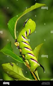 Attēlu rezultāti vaicājumam “Sphinx ligustri larva”