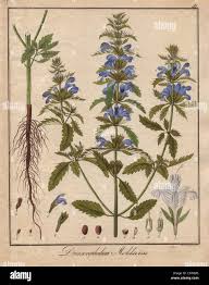 Image result for Dracocephalum moldavicum