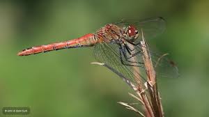 Attēlu rezultāti vaicājumam “Sympetrum sanguineum male”