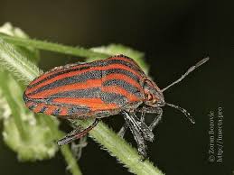 Attēlu rezultāti vaicājumam “Graphosoma lineatum imago”
