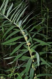 Attēlu rezultāti vaicājumam “Polygonatum verticillatum leaf”
