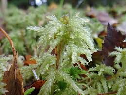 Attēlu rezultāti vaicājumam “Sphagnum palustre”