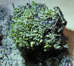 Attēlu rezultāti vaicājumam “Bryum pallescens sporophyte”