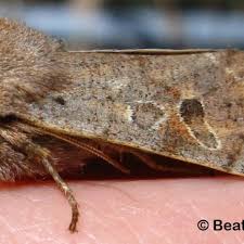 Attēlu rezultāti vaicājumam “Orthosia miniosa imago”