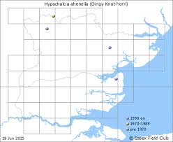 Attēlu rezultāti vaicājumam “Hypochalcia ahenella”