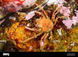 Image result for Hyas coarctatus