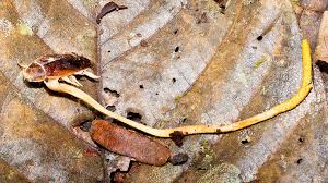 Attēlu rezultāti vaicājumam “Torrubiella arachnophila”