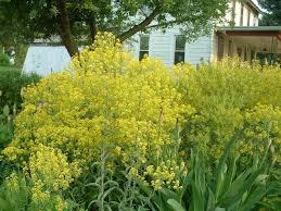 Attēlu rezultāti vaicājumam “Isatis tinctoria”