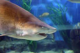 Image result for Nasolamia velox