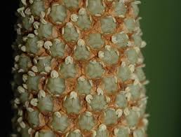 Attēlu rezultāti vaicājumam “Acoraceae”