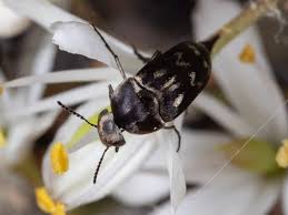 Attēlu rezultāti vaicājumam “Mordella sp.”