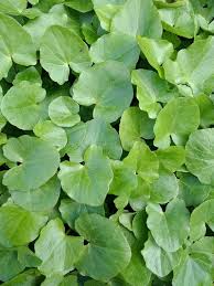 Attēlu rezultāti vaicājumam “Ficaria verna leaf”